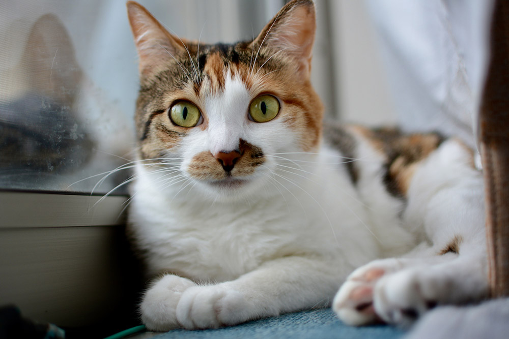雑種の猫